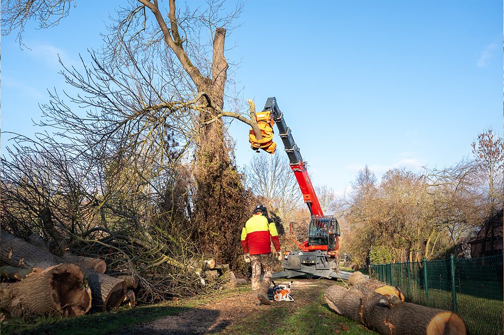 LatraTec-Baumfaellung-Galerie-1