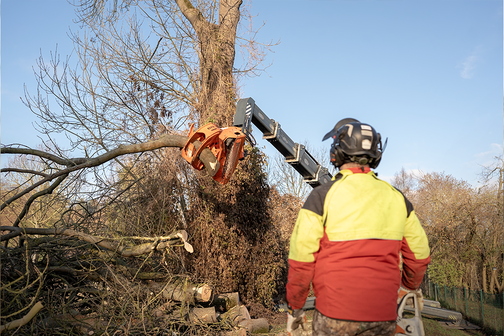 LatraTec-Baumfaellung-Galerie-3