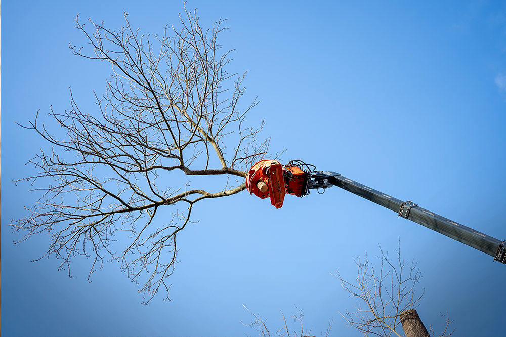 LatraTec-Baumfaellung-Galerie-4