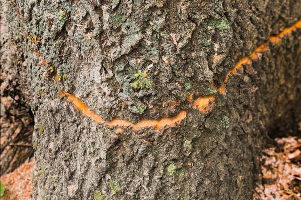 LatraTec-Problembaumfaellung-Galerie-7